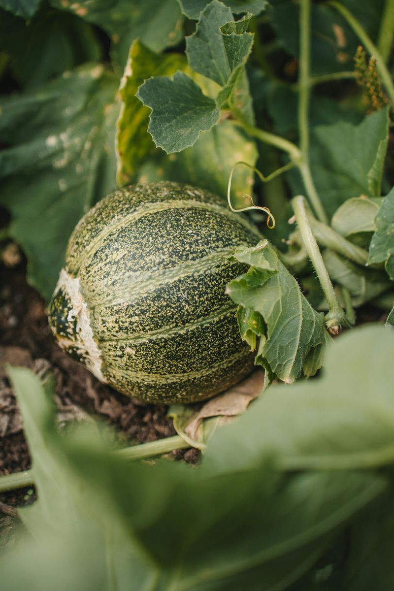 Melons