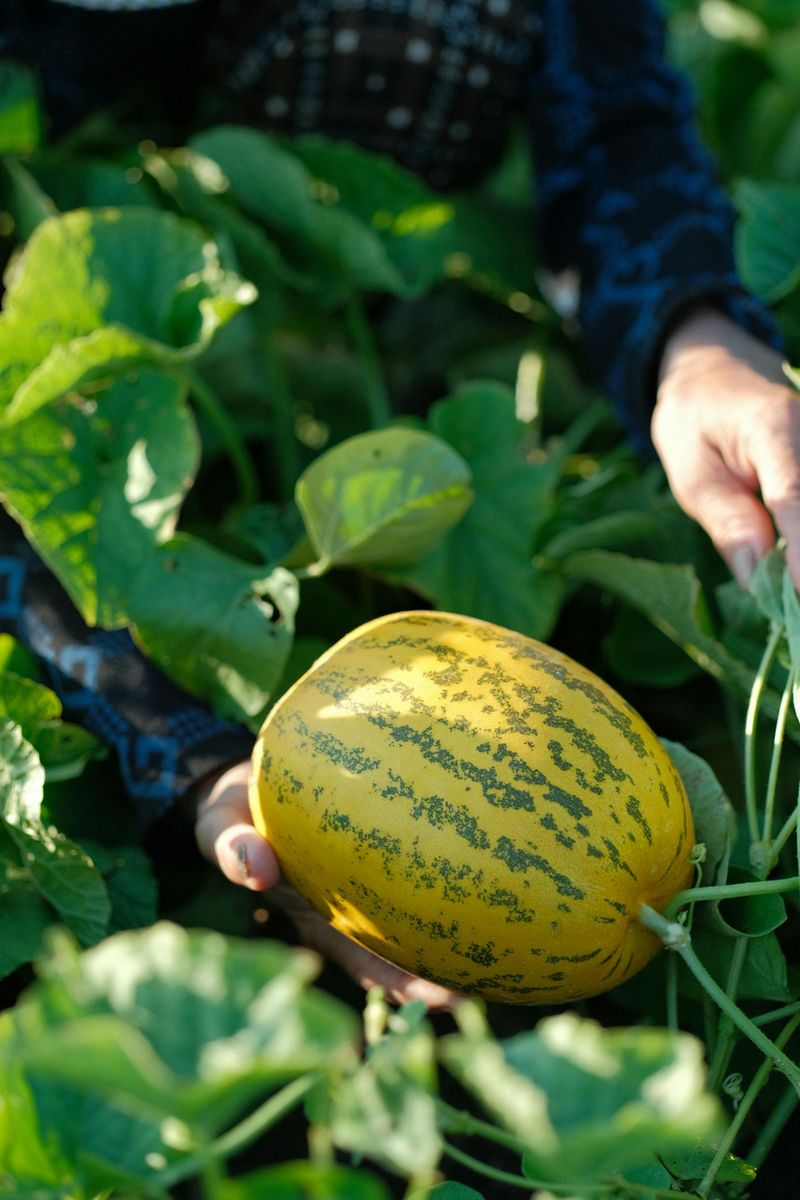 Melons And Squash (Fellow Cucurbits)