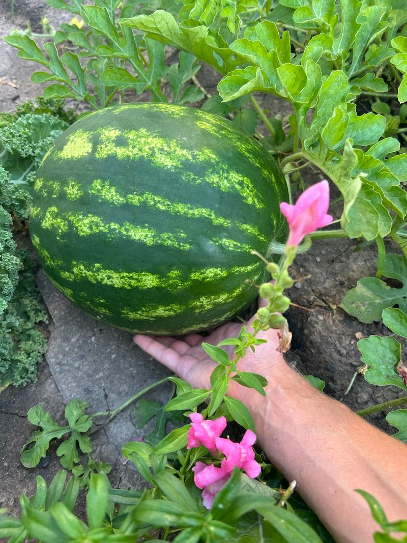 Melons Compete For The Same Space And Water
