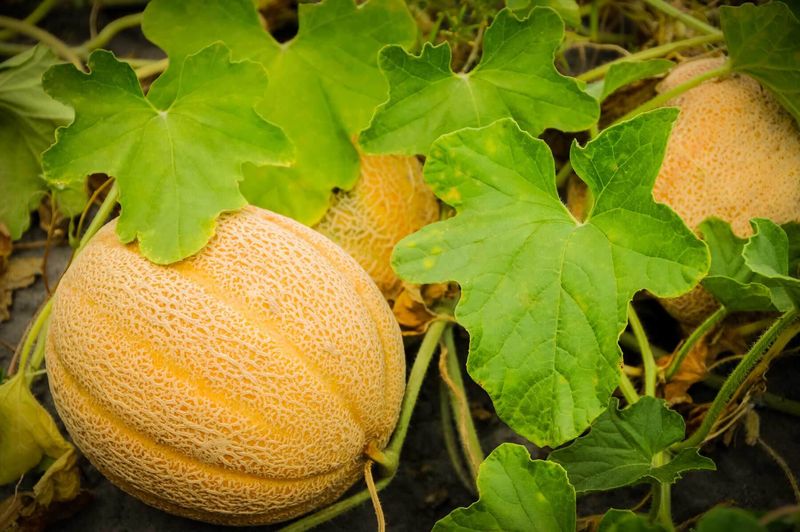 Melons Make The Most Of Open Sunny Space