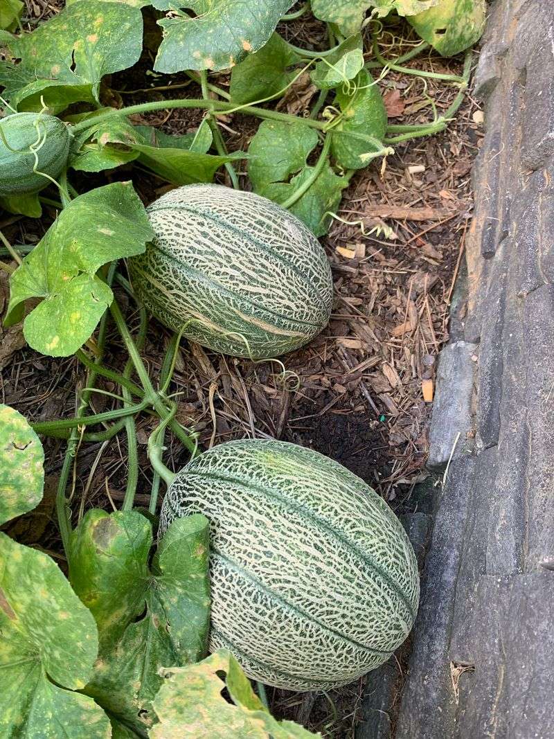 Melons