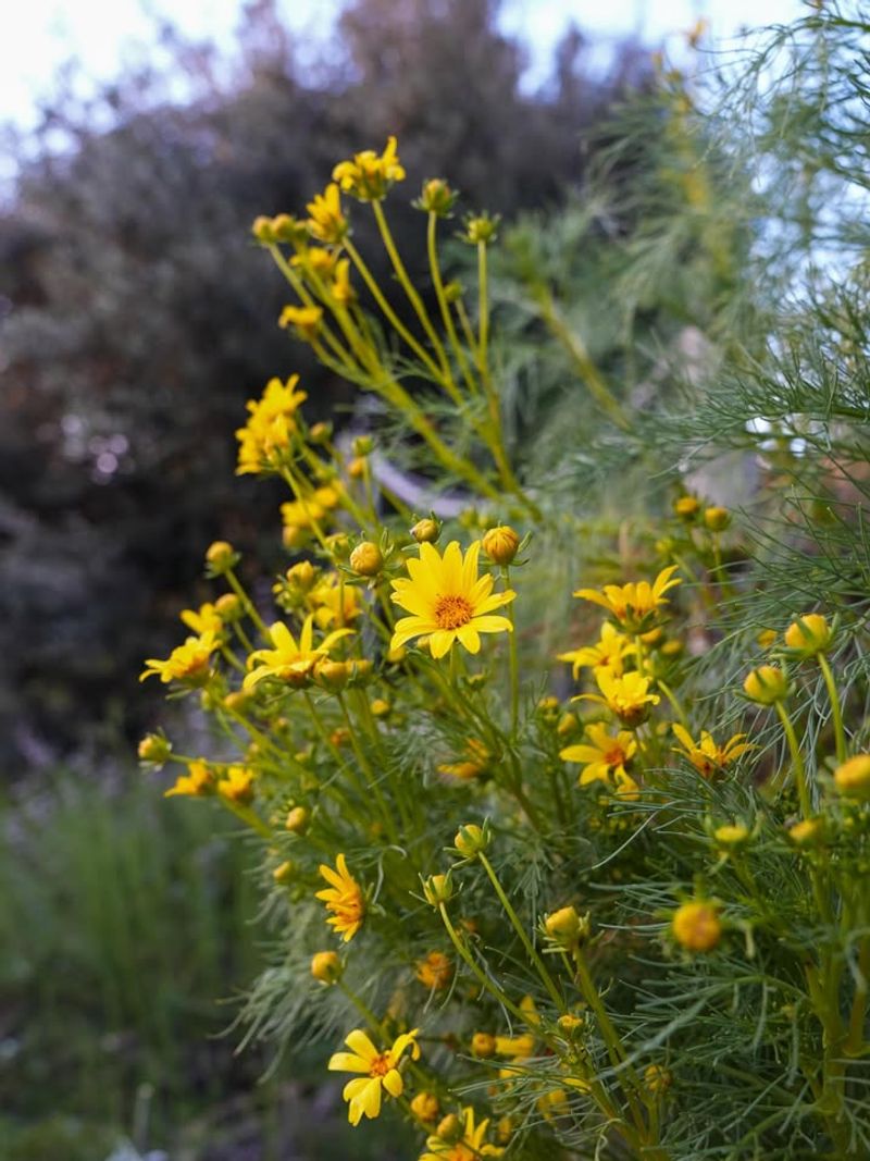 Menzies' Goldenbush Menzies' Goldenbush