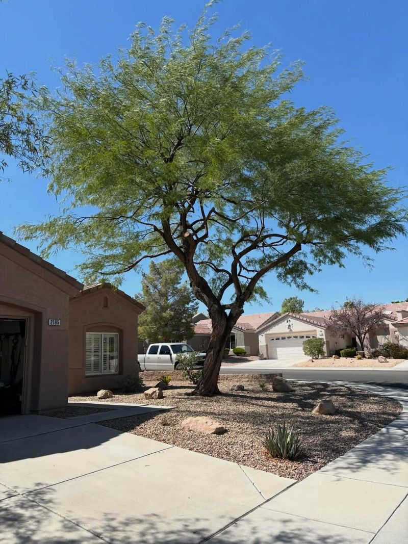 Mesquite Roots Need Space Beyond The Stucco Line