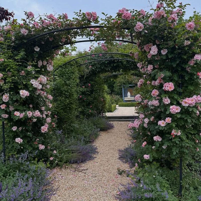 Arched Trellis Creates A Garden Focal Point