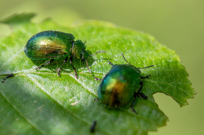 Metallic Green And Copper Beetles Are Visible