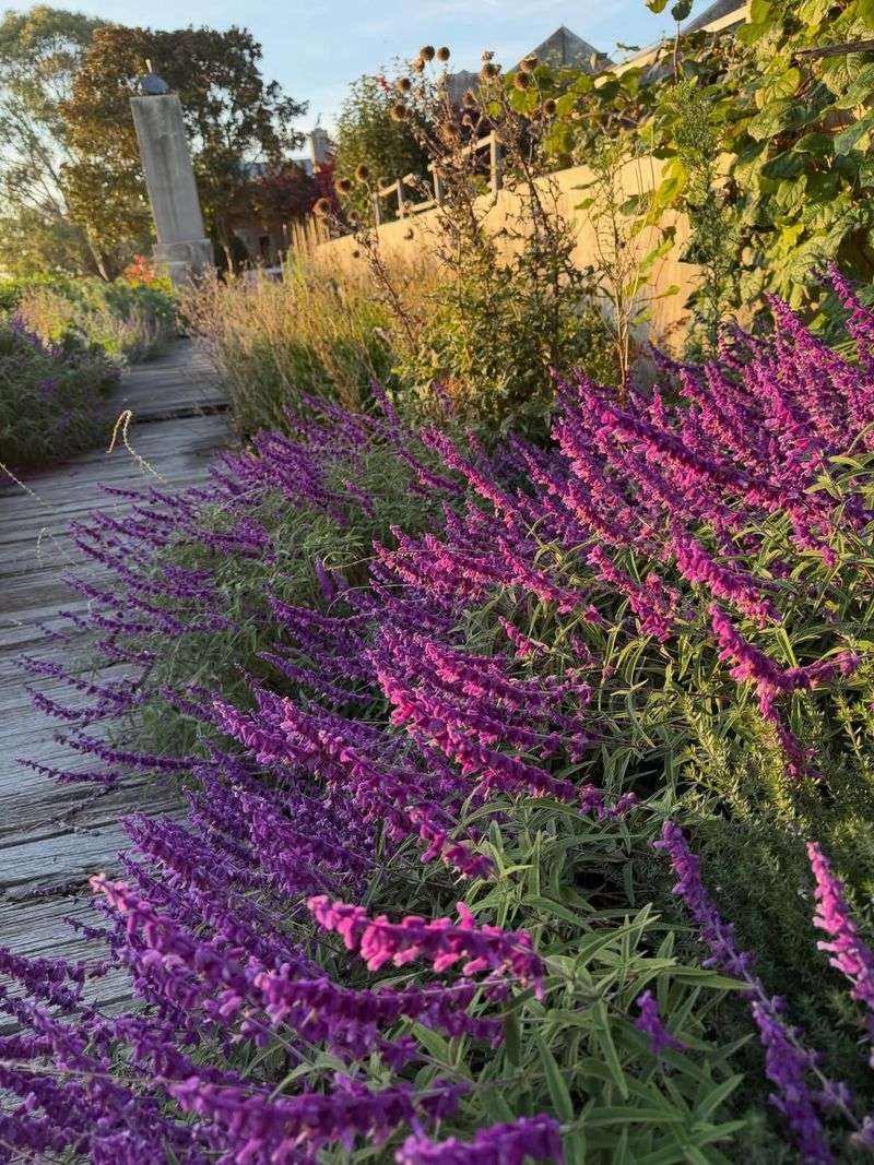 Mexican Bush Sage Mexican Bush Sage