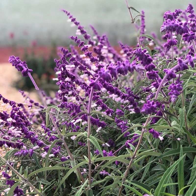Mexican Bush Sage Keeps Going With Little Attention