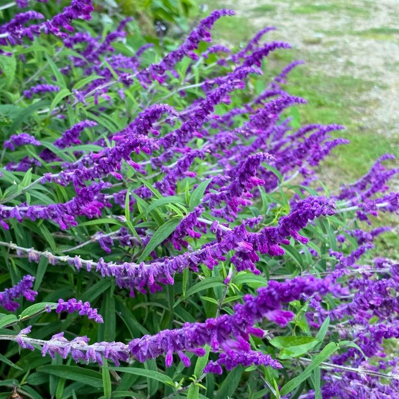 Mexican Bush Sage