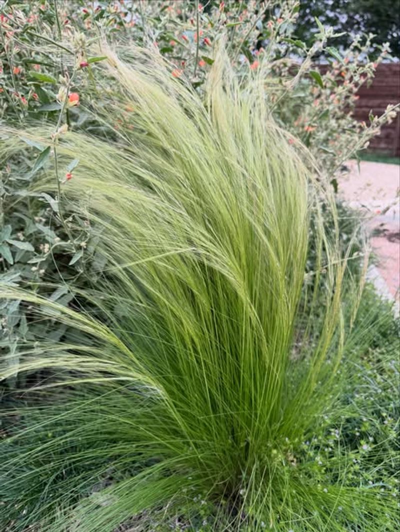 Mexican Feather Grass Can Seed Far Beyond The Border Mexican Feather Grass Can Seed Far Beyond The Border