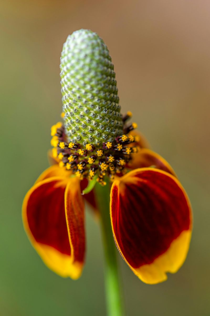 Mexican Hat Is Always The Best Dressed Plant In The Garden
