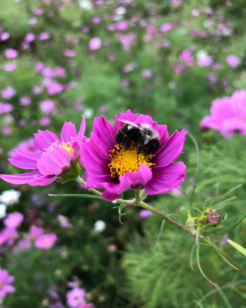 Cosmos