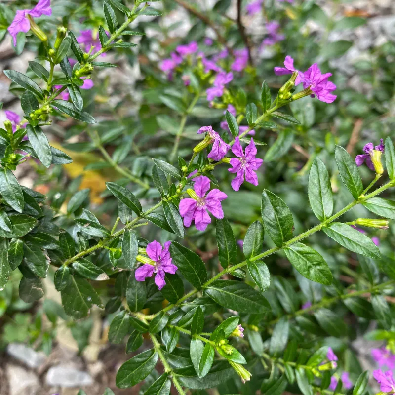 Mexican Heather Mexican Heather