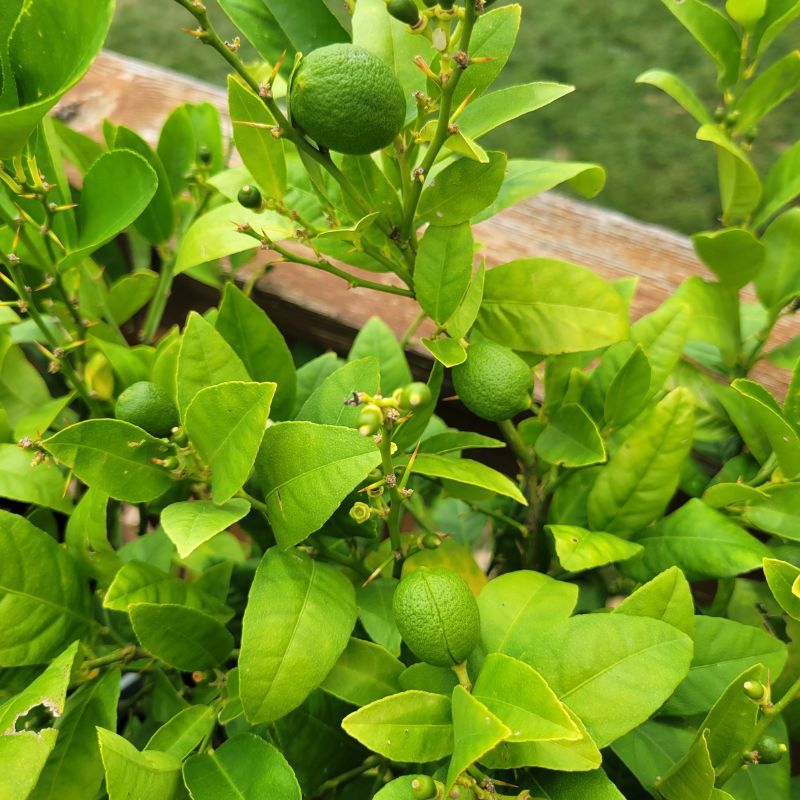 Mexican Lime Trees Bounce Back Faster After Hot Winds