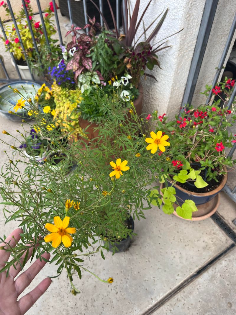 Mexican Marigold Brings A Bold Herbal Smell