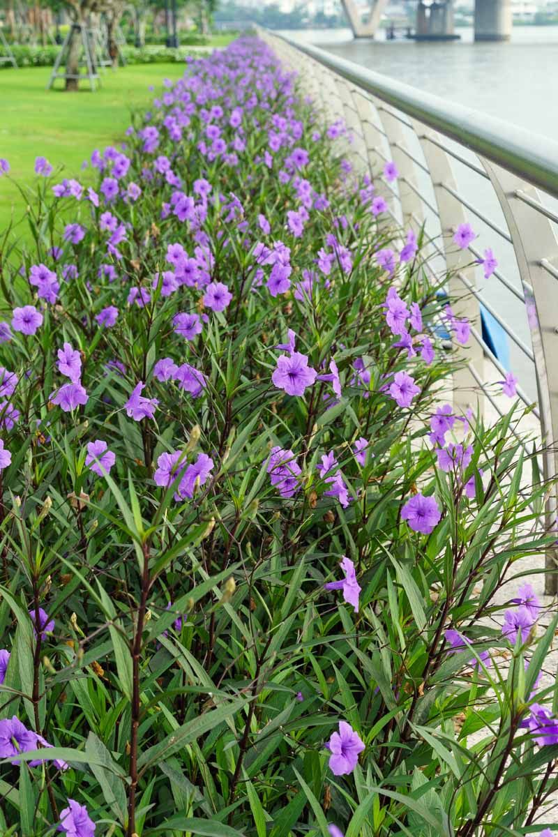 Mexican Petunia Spreads Far Beyond The Pot Mexican Petunia Spreads Far Beyond The Pot