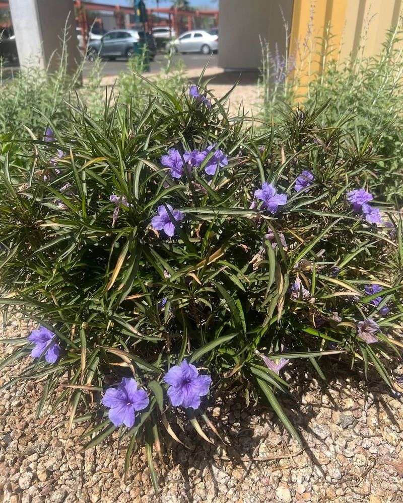 Mexican Petunia Spreads Faster Once Summer Rain Starts