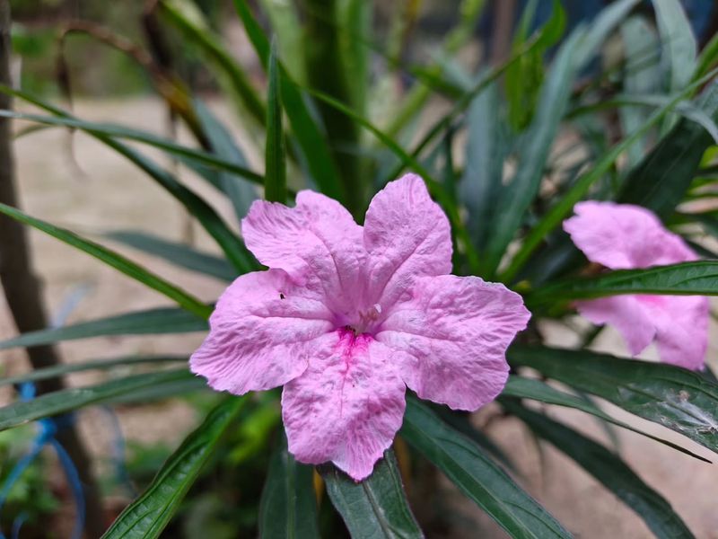 Mexican Petunia That Spreads Faster Than Expected
