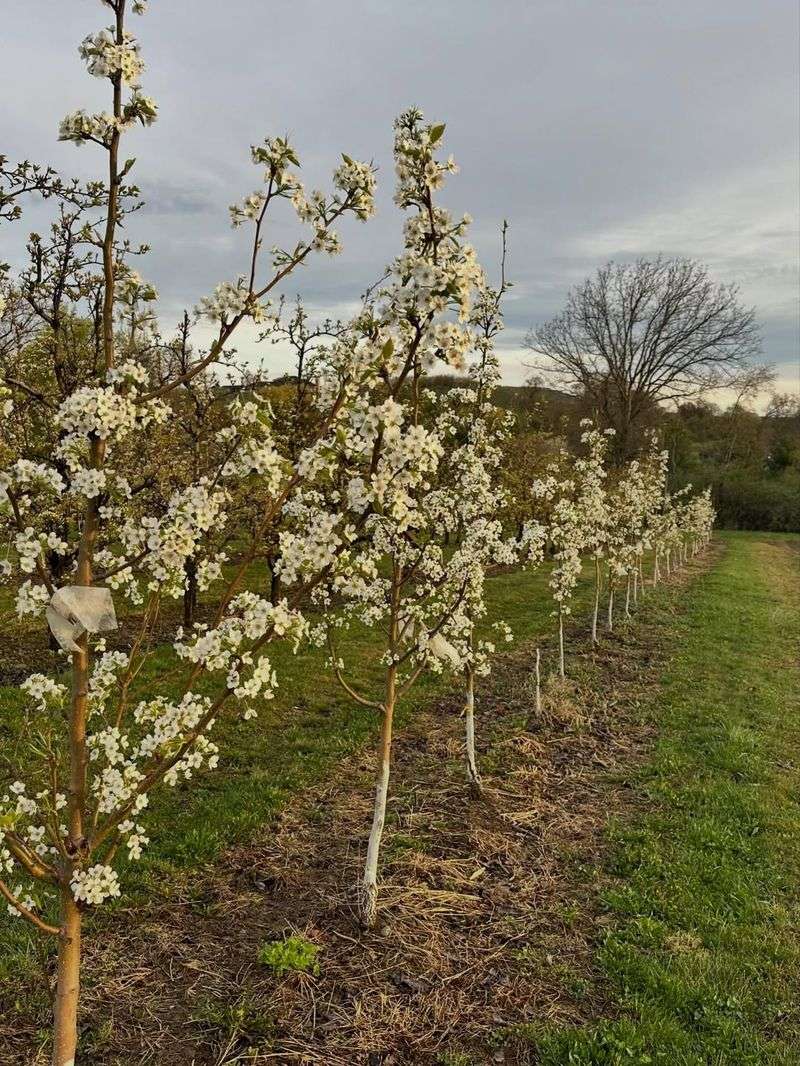 Mexican Plum