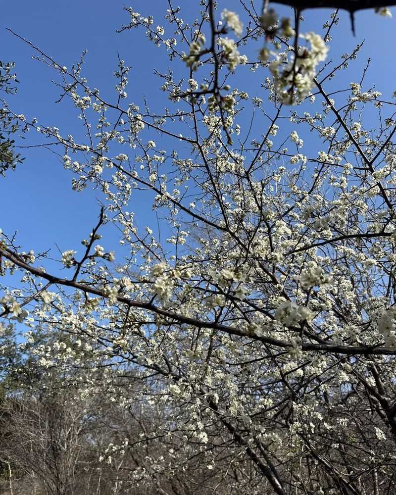 Mexican Plum Mexican Plum