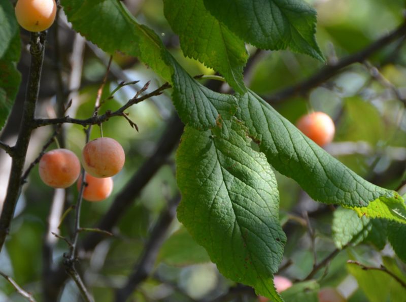 Mexican Plum
