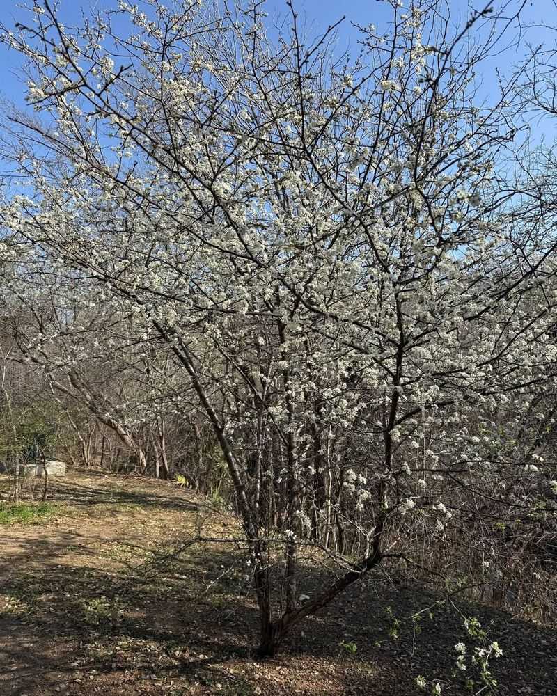 Mexican Plum
