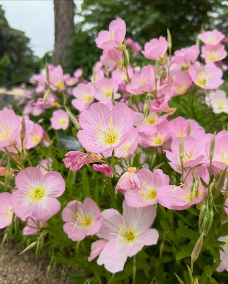 Mexican Primrose Often Takes Over Nearby Garden Beds Mexican Primrose Often Takes Over Nearby Garden Beds