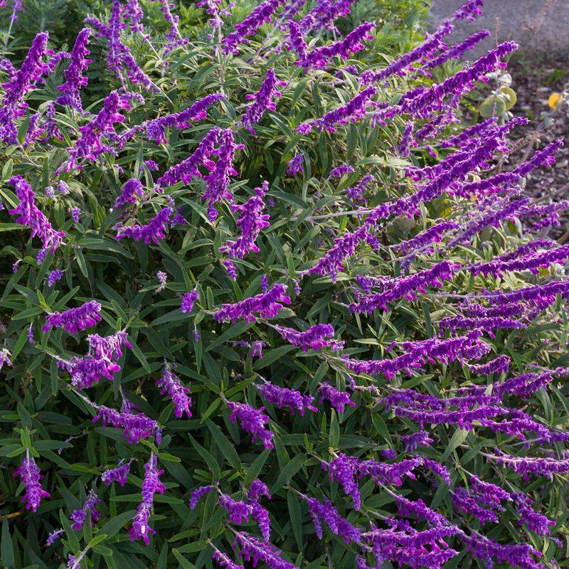 Mexican Sage Adds Late-Season Rose-Purple Color Mexican Sage Adds Late-Season Rose-Purple Color