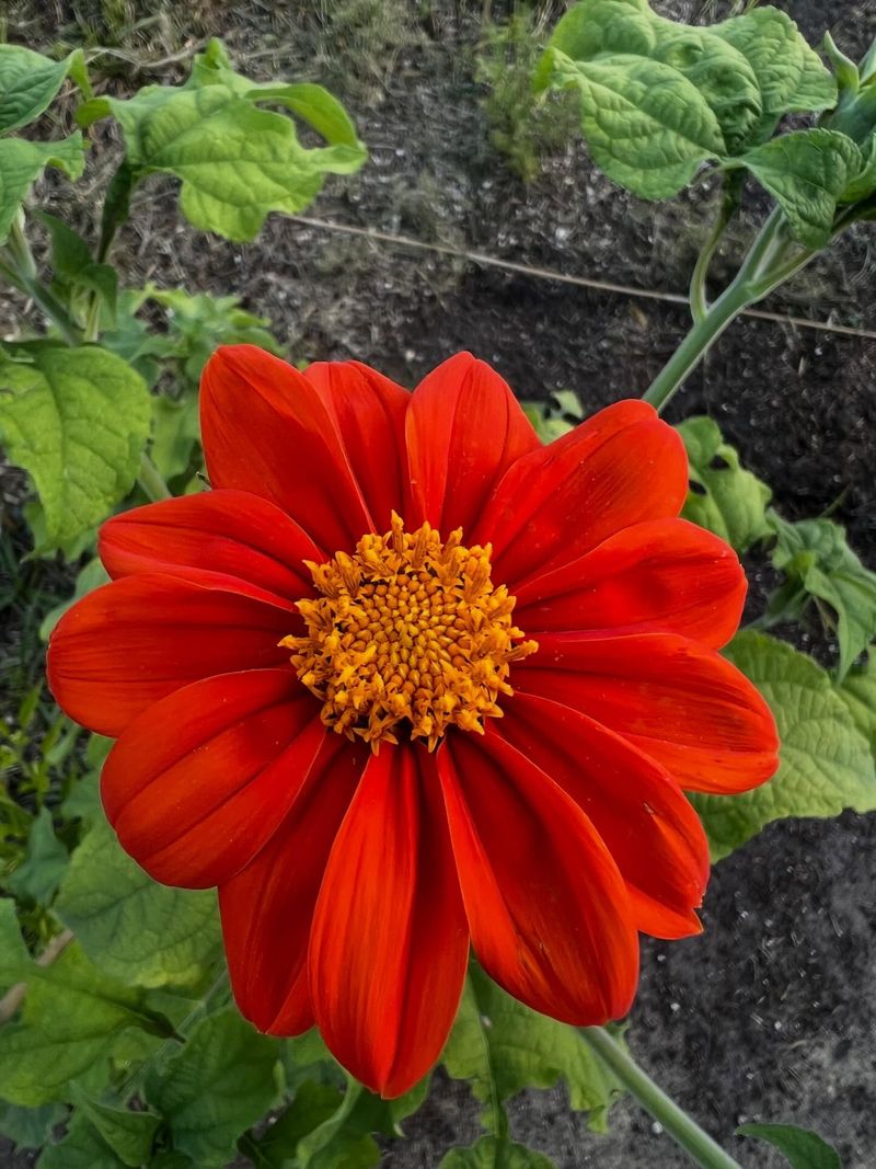 Mexican Sunflower