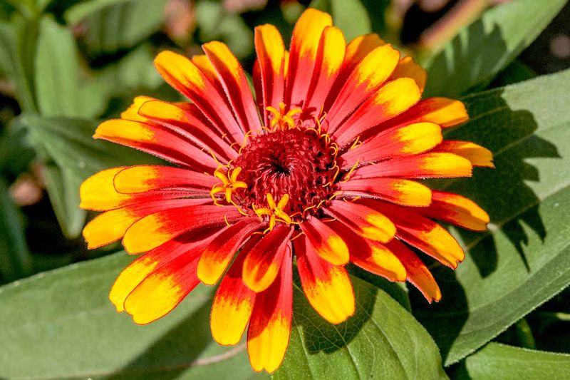 Mexican Zinnia Keeps Blooming When Others Slow Down