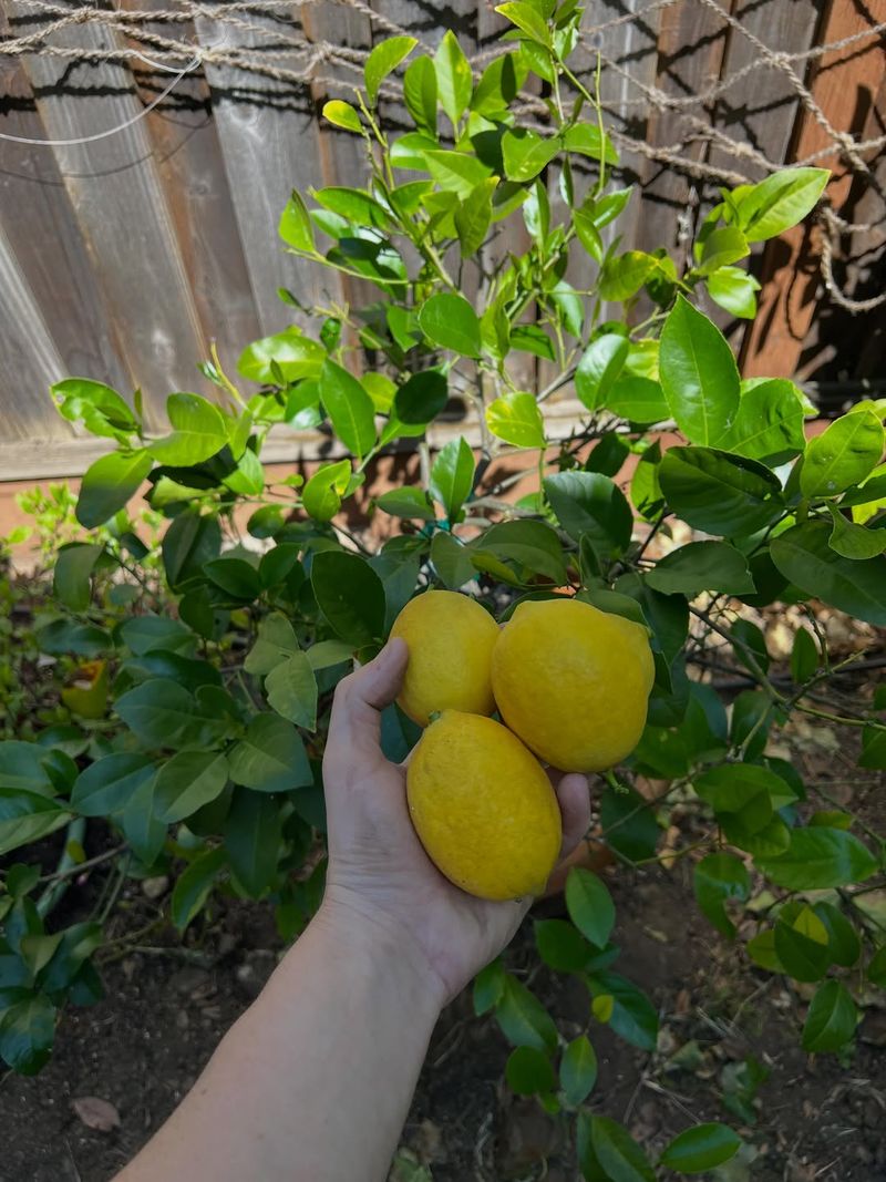 Meyer Lemon