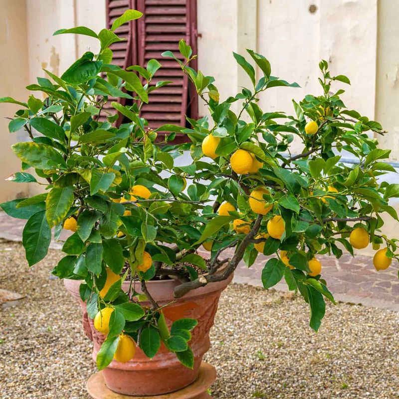 Meyer Lemon Adds Fragrance And Sunny Color Meyer Lemon Adds Fragrance And Sunny Color