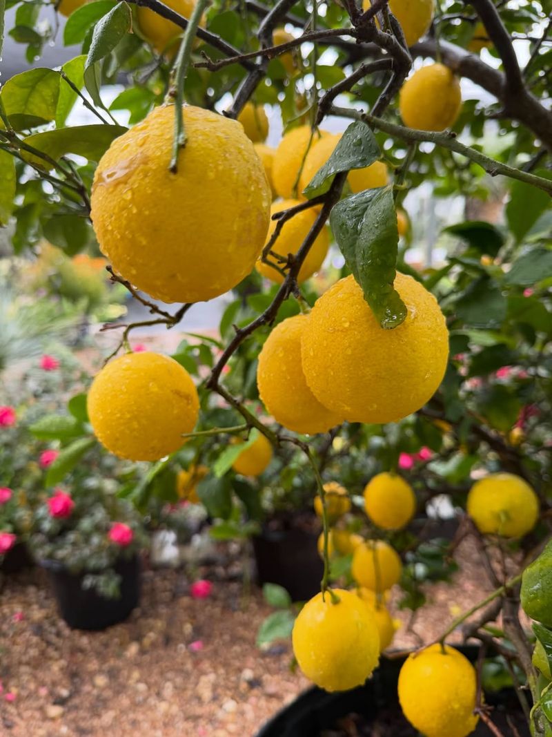 Meyer Lemons Prefer Protected Backyard Corners