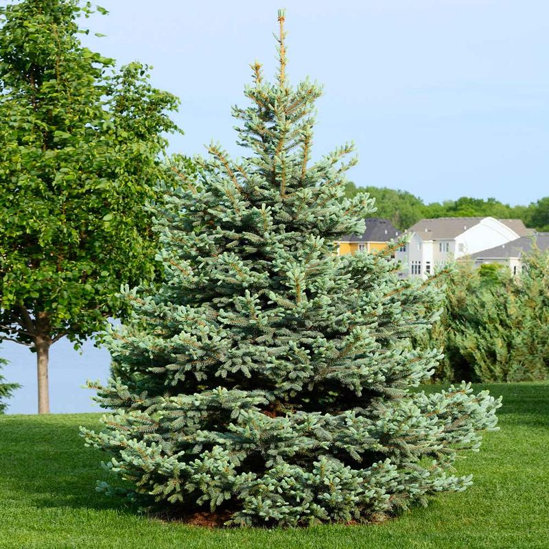 Meyer Spruce 