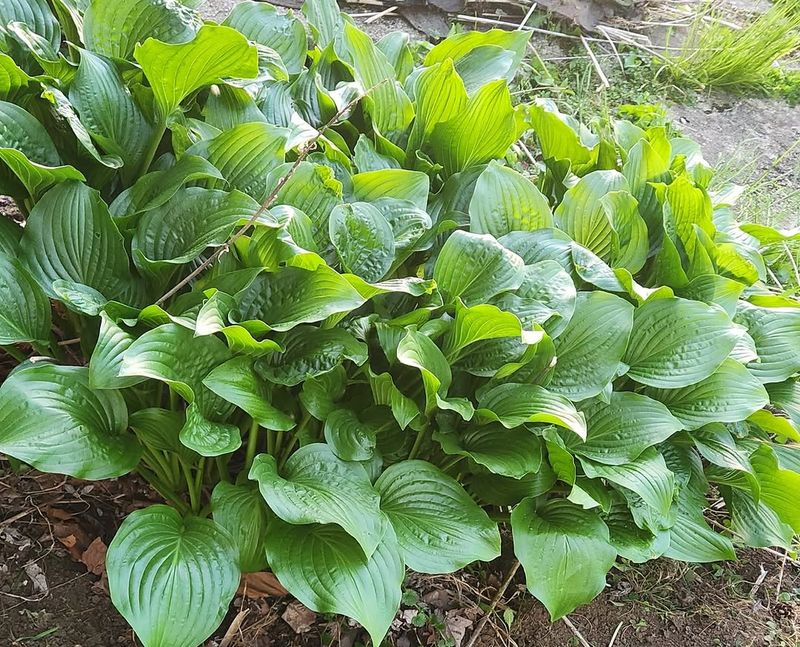 Michigan Clay Soil Can Slow Newly Divided Hostas