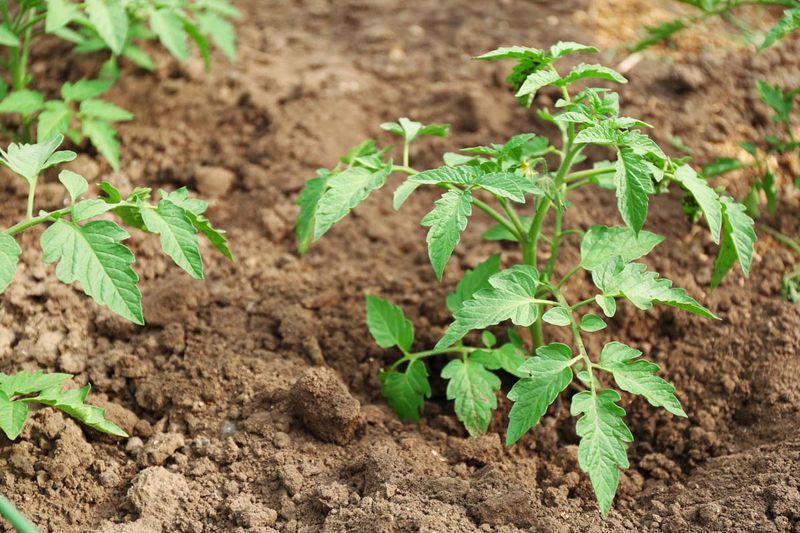 Michigan Clay Soil Holds Water Longer Than Many Gardeners Expect