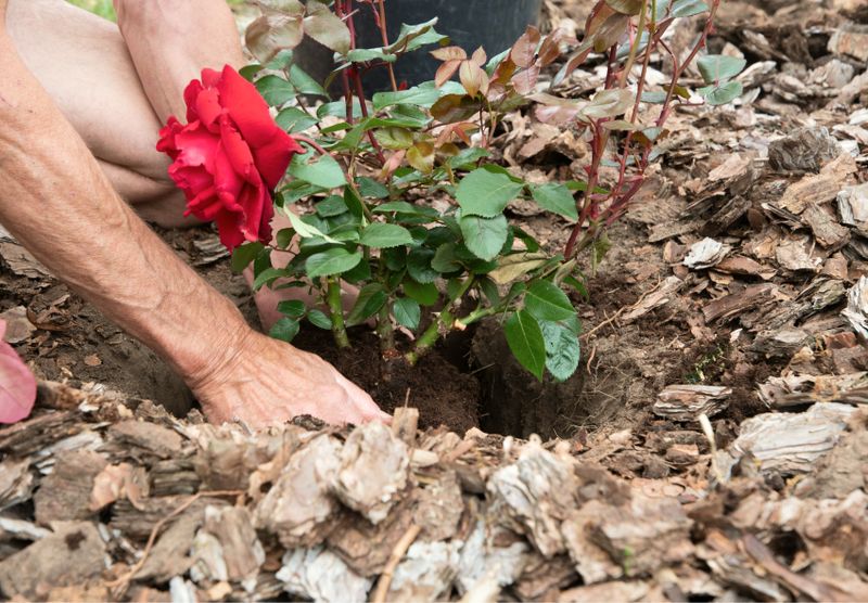 Michigan Clay Soil Often Suffocates Rose Roots