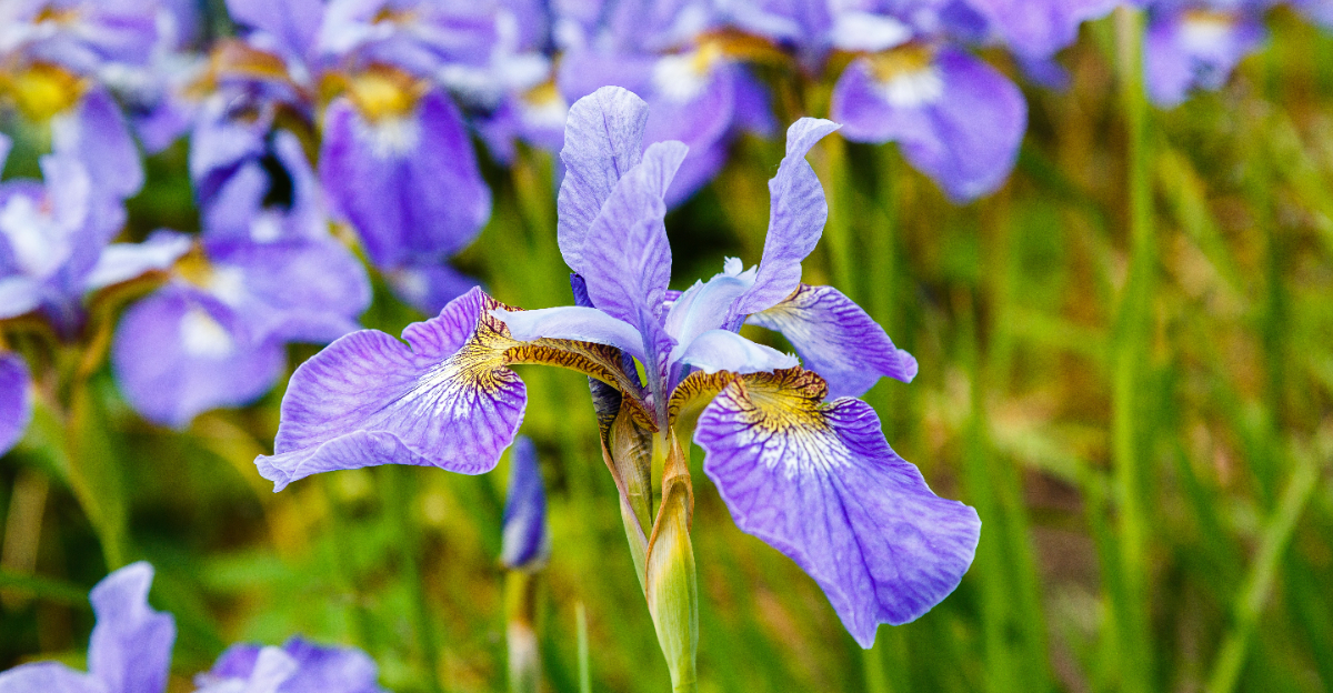 blue flag iris