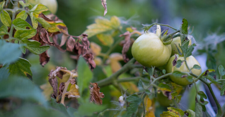 wilted tomato garden