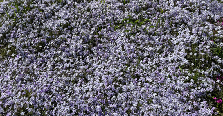 creeping phlox