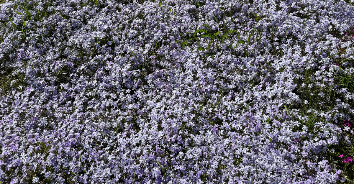 creeping phlox