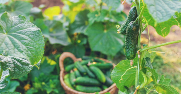 cucumber harvest