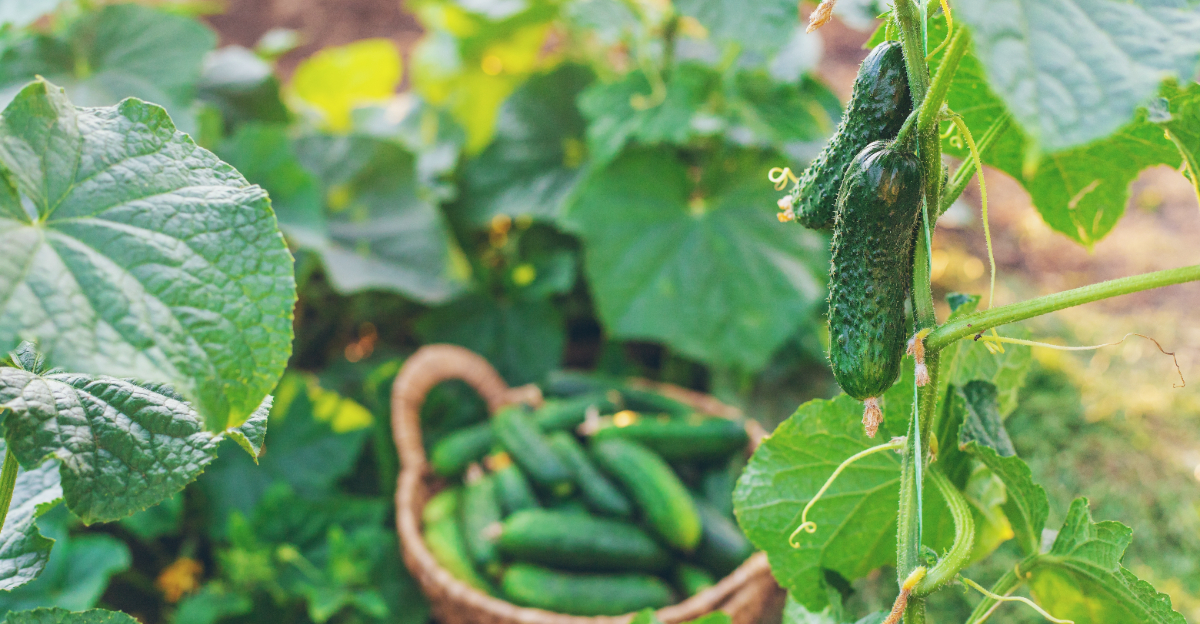 cucumber harvest
