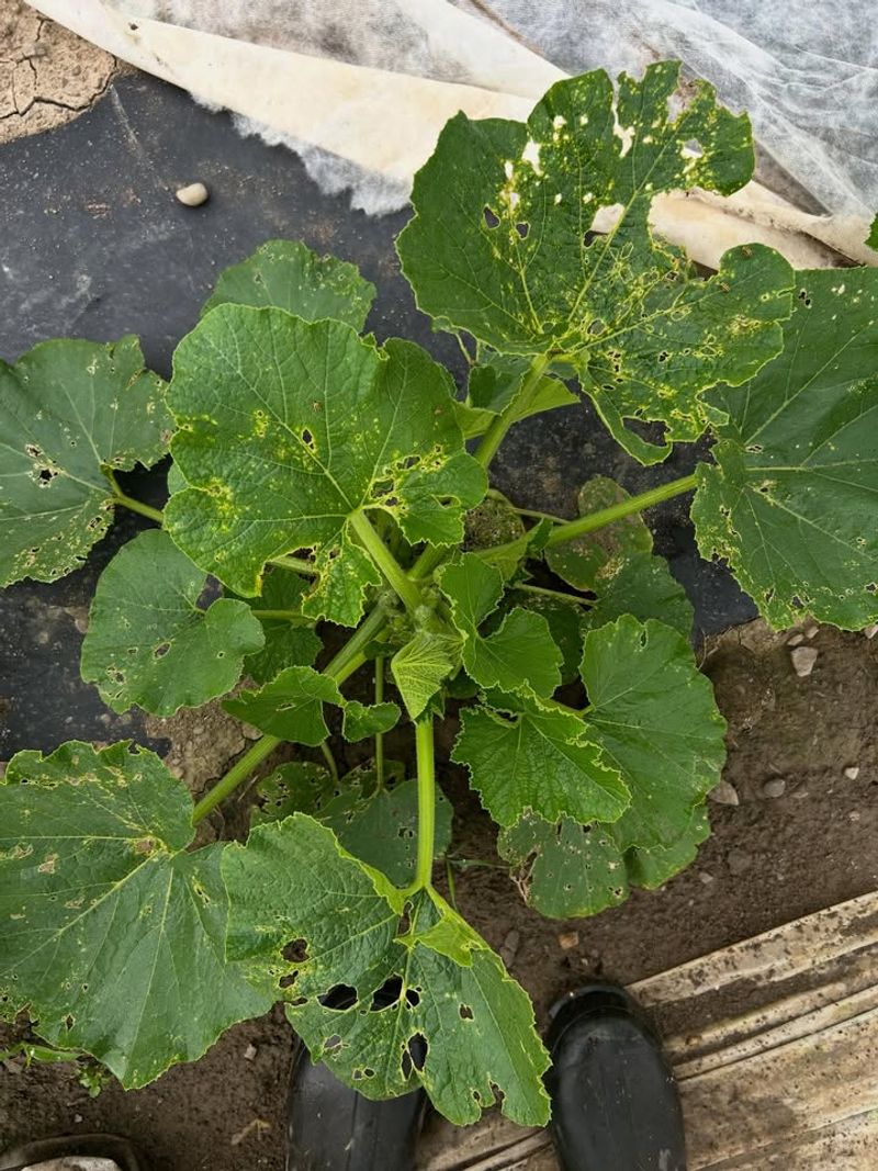 Michigan Gardeners Often Notice The Damage Too Late