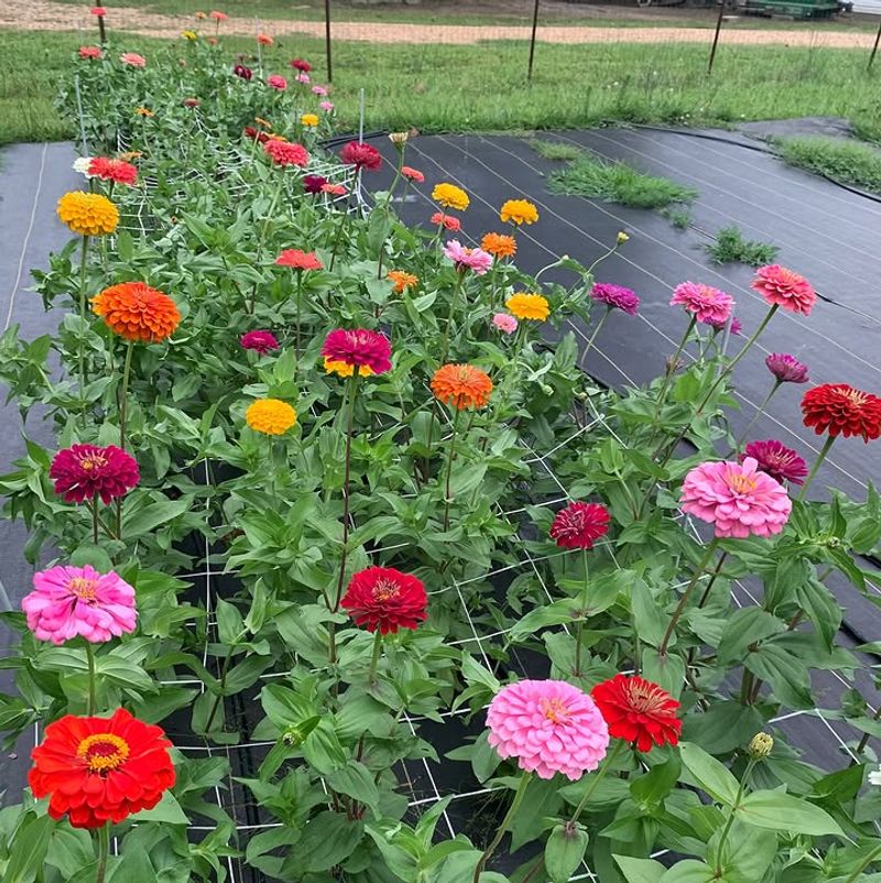 Michigan Gardeners Often Overwater Young Zinnias