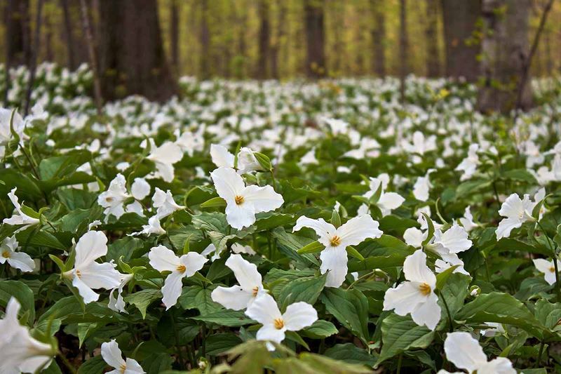 Michigan Gardeners Often Underestimate How Picky Trilliums Can Be