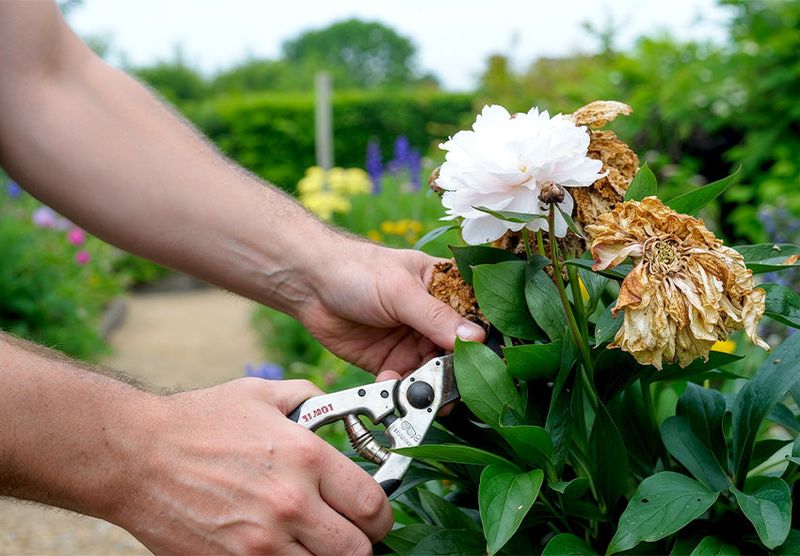 Michigan Gardeners Often Wait Too Long To Remove Old Peony Blooms