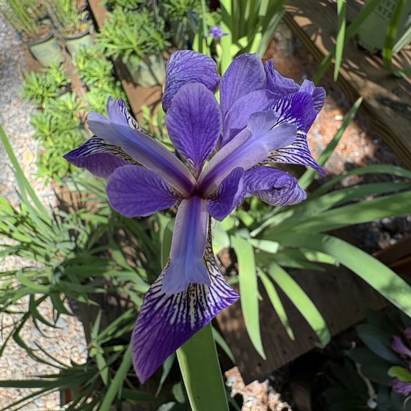Michigan Gardeners Sometimes Struggle To Keep Blue Flag Iris Happy