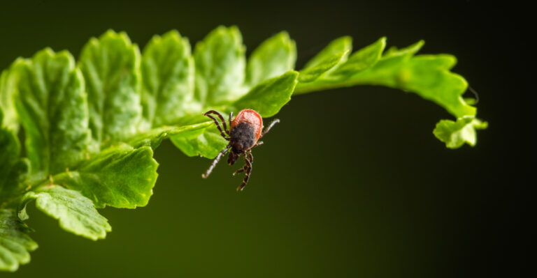 tick on plant