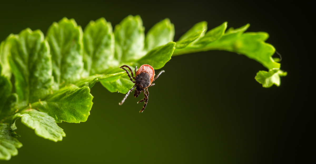 tick on plant