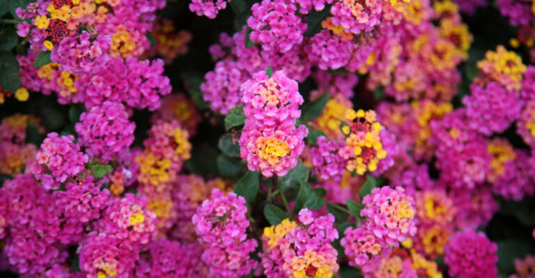 lantana blooms